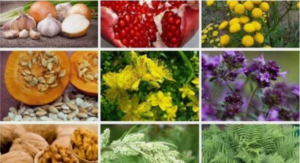 Treatment of parasites in the human body with folk treatment