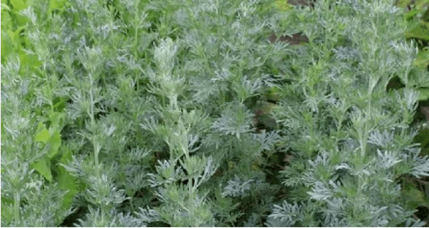 Wormwood from the parasites