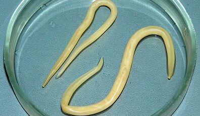 How can tests for ascariasis can be properly accepted